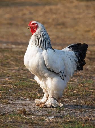 Brahma chickens